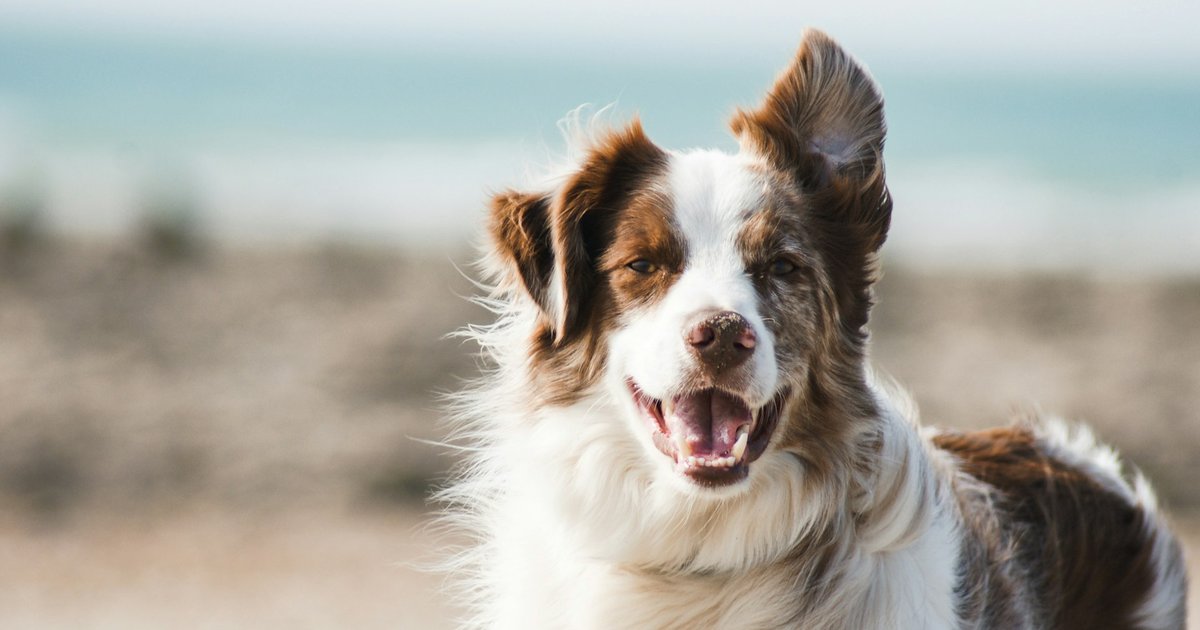 Dog-friendly — sentieri nelle Dolomiti